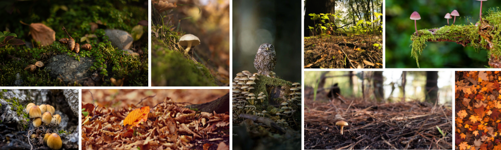 Shiita et la forêt des minuscules